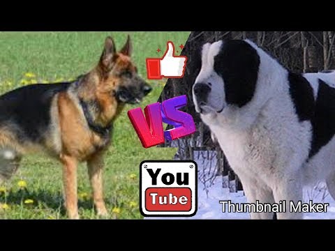 Алабай против Немецкой овчарки. Alabai against German Shepherd. Собаки.