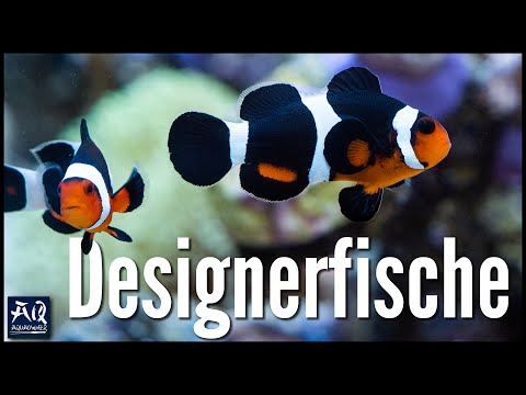 So hältst du Clownfische im Aquarium | AquaOwner