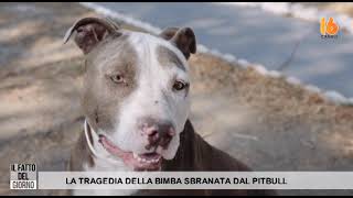 la tragedia della bimba sbranata e uccisa dal pitbull