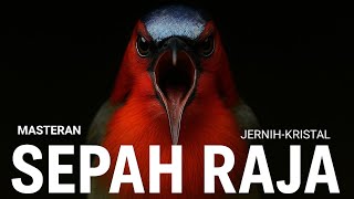 Download lagu SEPAH RAJA GACOR JERNIH - PANCINGAN SEPAH RAJA BAHAN - MASTERAN SEPAH RAJA - SUARA PIKAT SEPAH RAJA mp3 Download lagu SEPAH RAJA GACOR JERNIH - PANCINGAN SEPAH RAJA BAHAN - MASTERAN SEPAH RAJA - SUARA PIKAT SEPAH RAJA mp3