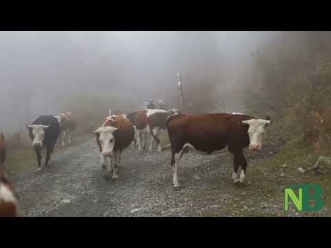 Oggi la transumanza Biellese: oltre 50 capi fra Bielmonte a Camburzano