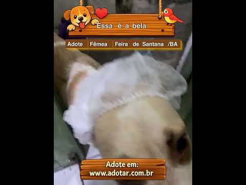 Vídeo de Essa é a bela 