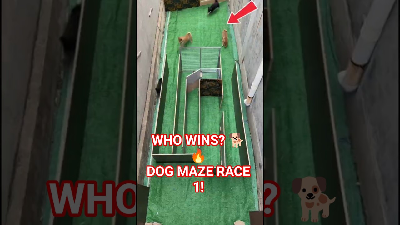 Dog Maze Challenge 🐕 Who Reaches the Food First? #DogChallenge #CuteDogs #MazeRace