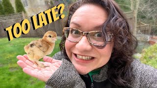 The Best Time of Year to Get BABY CHICKS 🐥❤️