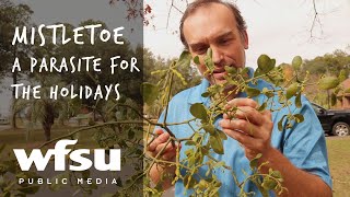 Mistletoe | A Parasite for the Holidays (But Maybe We Like it Anyway)