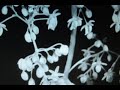 Feu Follet - Le Sotré (Official video)