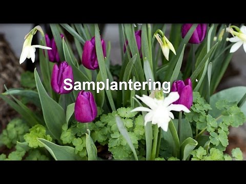 Samplantera blomsterlök och perenner i kruka