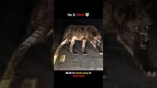 Download lagu Masters of the night 💀 #animals mp3