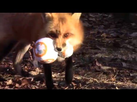 This IS the droid he's looking for!  Use the Furs, Fox!