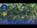 Tree of the Week: Osage Orange