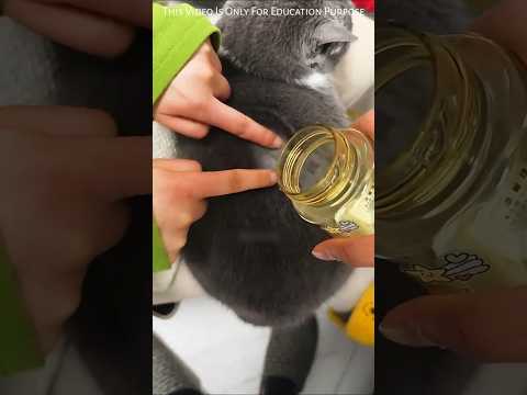 Cat’s “Magic” Fur Repels Water! 😲🐱 #Shorts #Viral