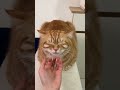 An Innocent Orange Meow That Scratches Its Mom S Sofa Chair Cat Cute