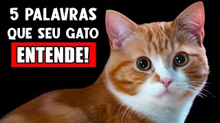 5 PALAVRAS que seu gato realmente ENTENDE! (Cientificamente COMPROVADO!) 🚩