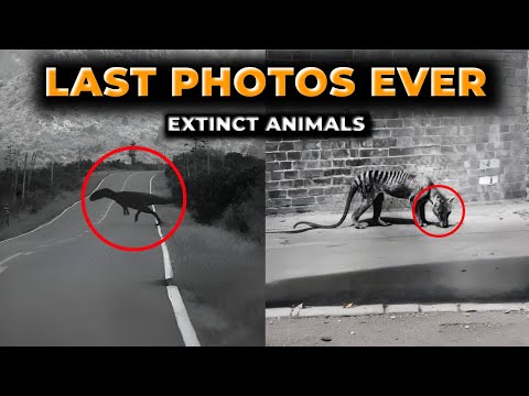 Last Photos of Extinct Animals Ever Taken | Real Creatures Lost Forever