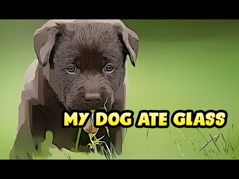 YouTube video about: What to do when your dog eats glass?