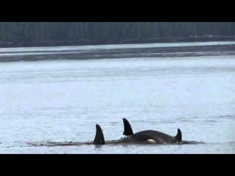 Orcas off Kwakume Inlet