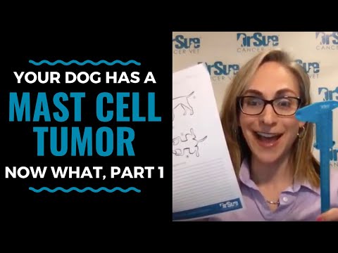 Your Dog has a Mast Cell Tumor, Now What, Part One: Vlog 63