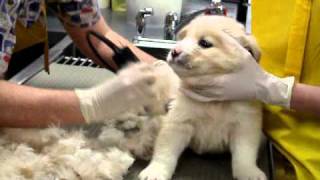 Puppy Lice Treatment