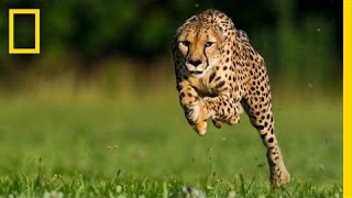 Greg Wilson: Cheetahs on the Run | Nat Geo Live