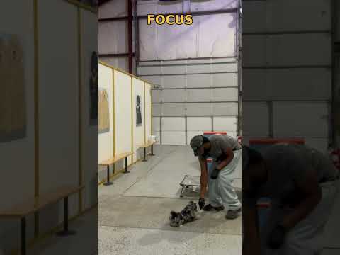 Can Small Dogs Be Trained? Lure, Focus & Touch | Indianapolis Dog Training