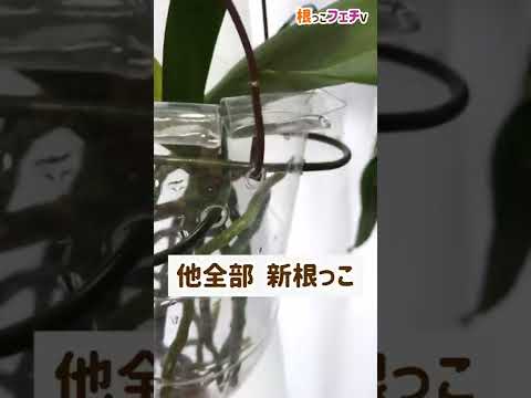 氷を使って蘭に水をやる方法は？根が腐らないようにするためのヒントをご覧ください。  庭園