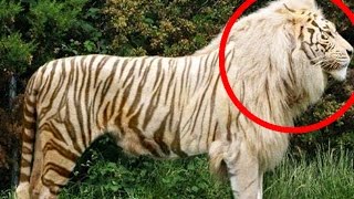 Top 10 Hybrid Animals That Actually Exist
