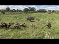 Wild Dog Eat Baby Buffalo Alive. Mother Buffalo could not do anything.