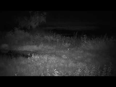 Djuma: Scrub Hares (no audio) - 00:32 - 02/09/21