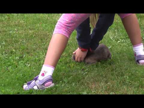 2013 09 07 Flydancer