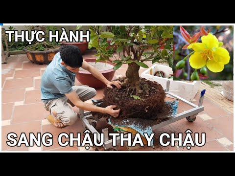 🔴 QBS22103 - SANG CHẬU CHO CÂY MAI || THỜI ĐIỂM THAY BẦU ĐẤT CHO CÂY MAI VÀNG |THAY ĐẤT CHO MAI VÀNG