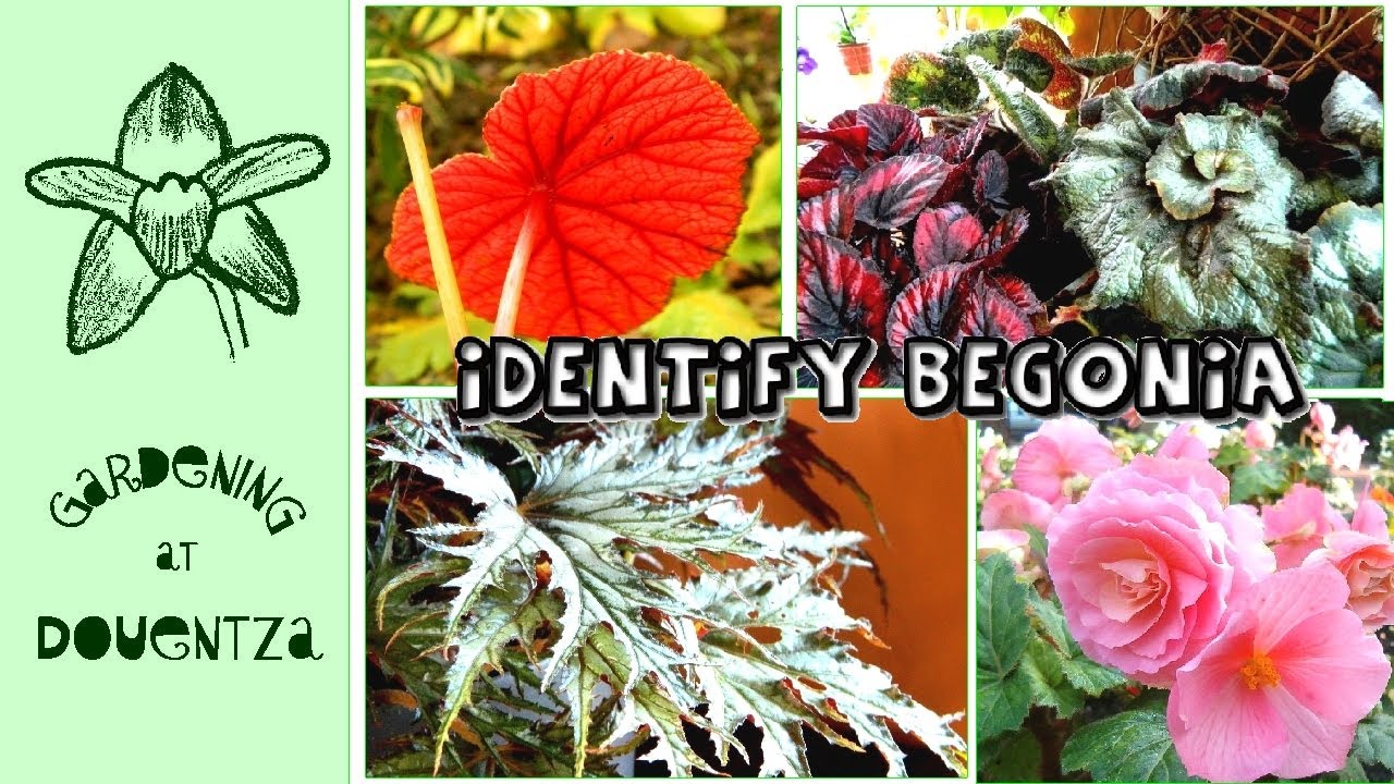 How can you tell if begonia is tuberous? Life Set Go