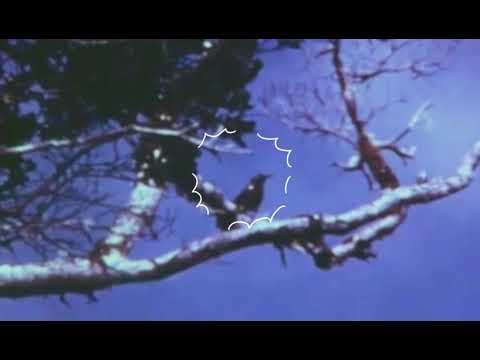 Footage of the Kauai Ō'Ō bird