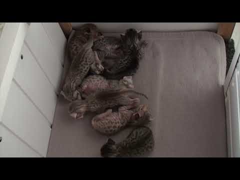 Meulicats Ocicats kittens Bastet 2023 08 25