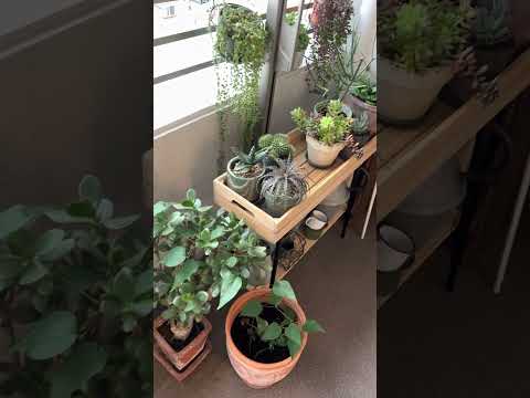 秋のバーベナとゼラニウムのプランター