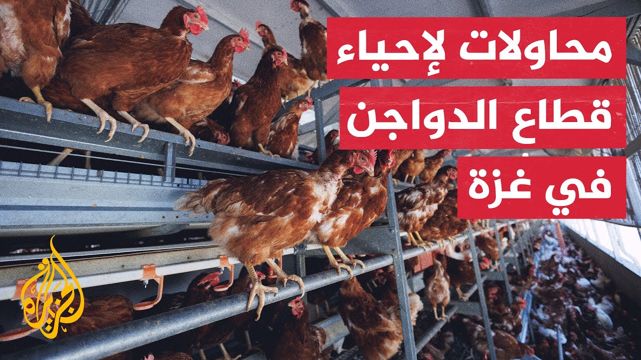 تربية الدواجن في غزة.. محاولات فردية لإنعاش قطاع دمرته الحرب