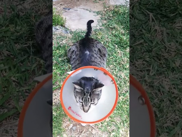 Vídeo relacionado con Collar isabelino Gatos, Collar de Recuperación para Gato, Resistente al Agua, contra mordeduras, Cono de Seguridad para curación de heridas, Flor Verde, Estilo (M)