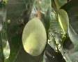 Mangosteen Trees in Sungai Ara Orchard Fram ...