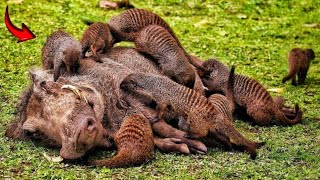 Mongooses save the giant wild boar!