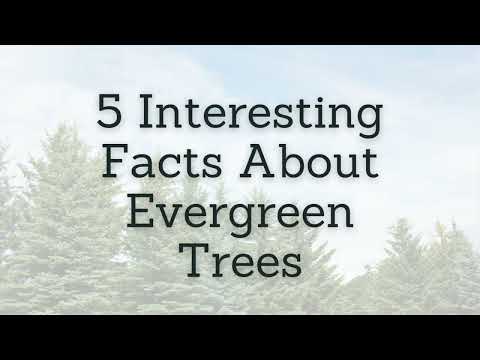 5 Interesting Facts About Evergreen Trees