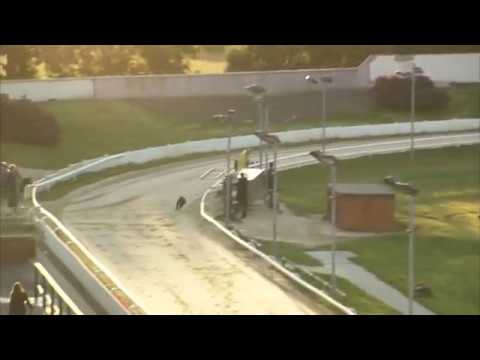 2017 WILLIAM HILL CLASSIC   HEAT 2   T2 HAYDEEZFLYER