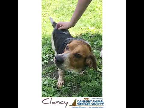 Clancy, an adopted Beagle Mix in Danbury, CT_image-1