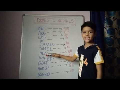 Domestic Animals by Kushagra