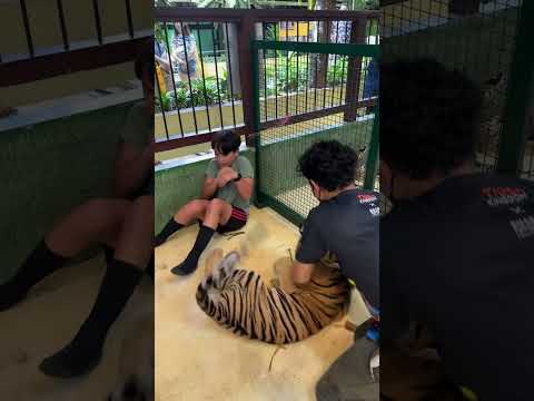 This tiger tried to attack me!! #viral #funnyviral #funny #tiger #attack #babytiger