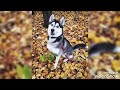 The Song Of The Haski Dog