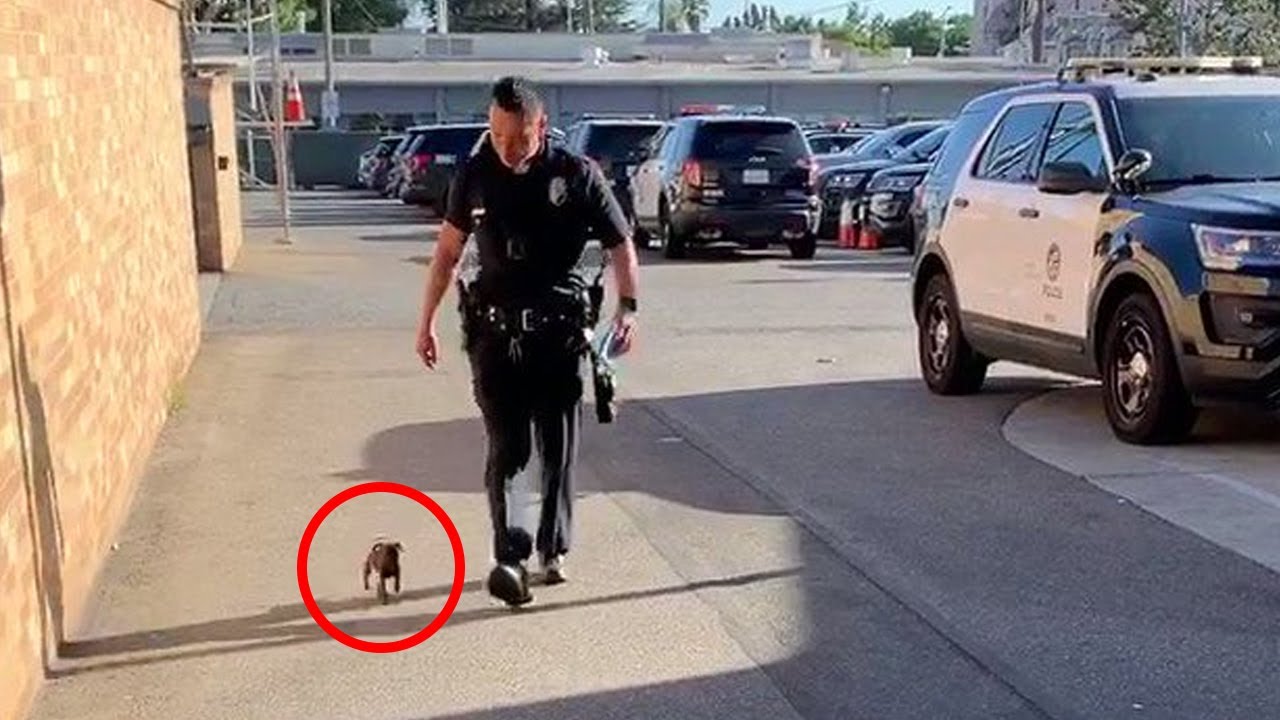 UN PERRITO CALLEJERO SIGUE A UN OFICIAL DE POLICÍA Y LO QUE SUCEDIÓ DESPUÉS DERRETIRÁ TU CORAZÓN