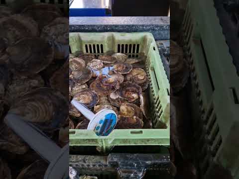 Visiting Oesterij in Yerseke where they have one of my oyster knives on display!