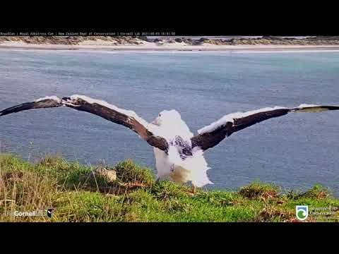 Royal Albatross Chick Tiaki Feels The Wind Beneath Her Wings | DOC | Cornell Lab – Aug. 3, 2021