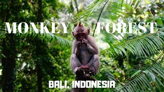 Sacred Monkey Forest Sanctuary in Ubud Bali | A Review
