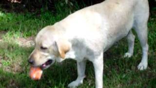 preview picture of video 'Labrador Retriever Dixie in Jacksonville, FL'