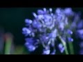 paper flowers never die (audio)